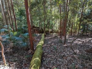  Wambina Forest at the head on Erina Creek
