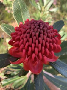 Waratah at the Waratah Patch