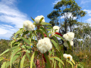Flowering Eucalypt for Bushwalks Blog